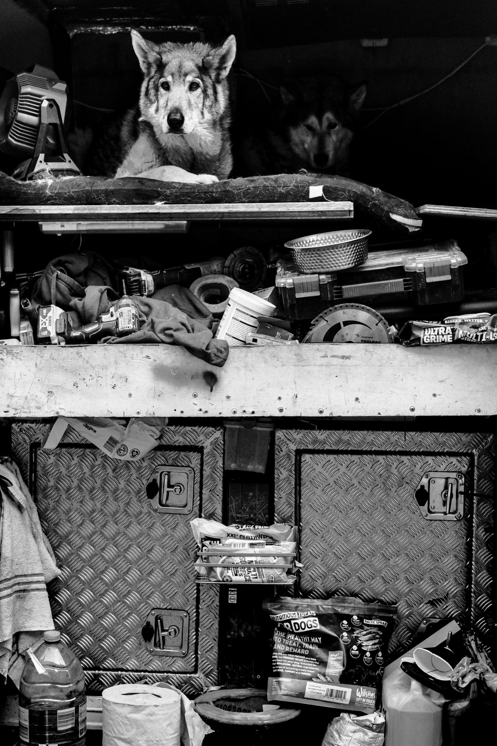 Take duggie to work day